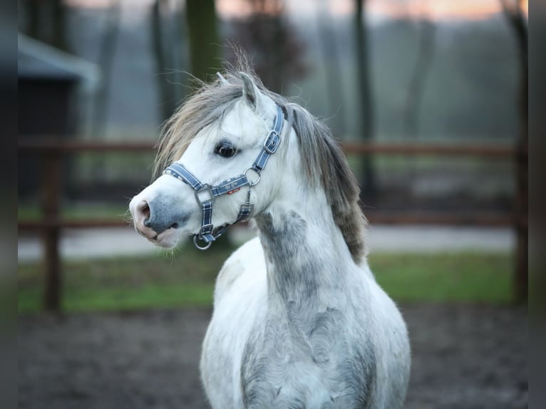 Welsh-A Castrone 3 Anni 119 cm Grigio in Aalten