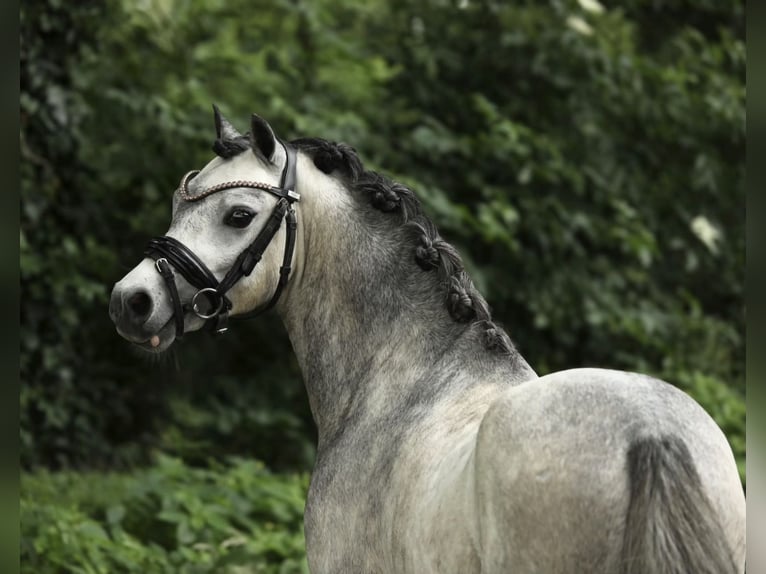 Welsh-A Castrone 3 Anni 119 cm Leardo in Aalten