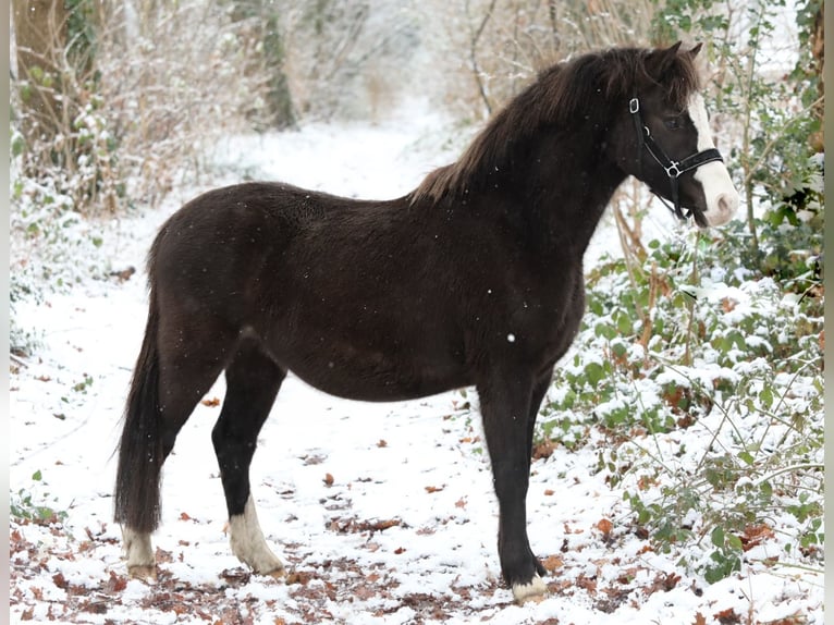 Welsh-A Castrone 3 Anni 119 cm Morello in Aalten