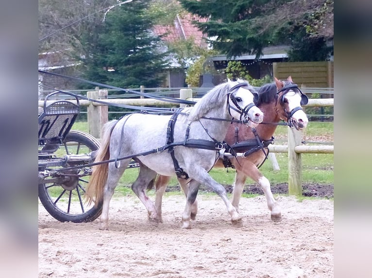 Welsh-A Castrone 3 Anni 120 cm Baio roano in Halle