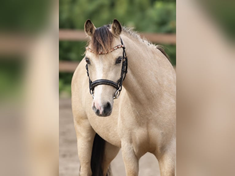 Welsh-A Castrone 3 Anni 120 cm Falbo in Kletkamp