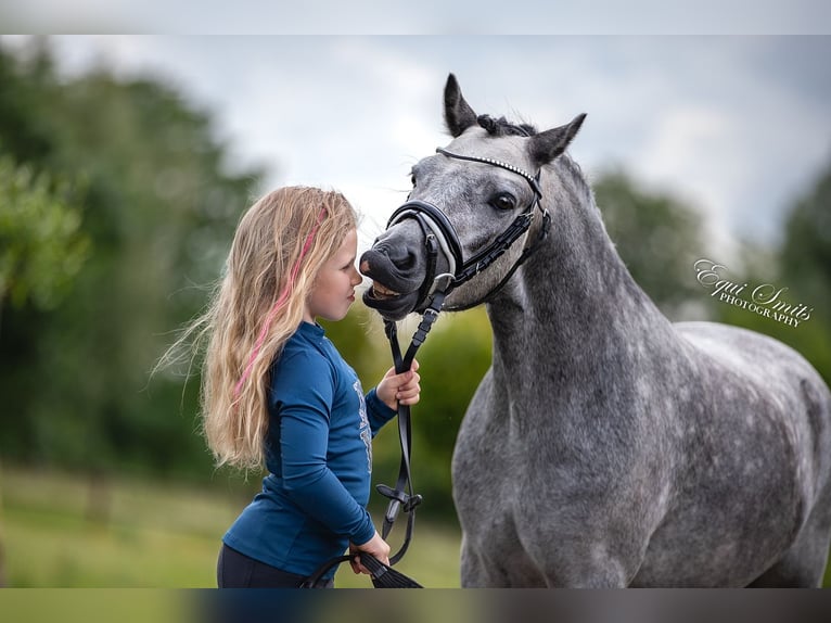 Welsh-A Castrone 3 Anni 120 cm Grigio pezzato in Groningen