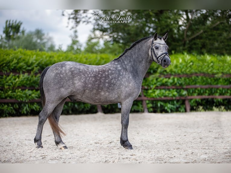 Welsh-A Castrone 3 Anni 120 cm Grigio pezzato in Groningen