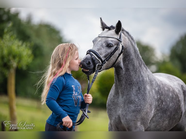 Welsh-A Castrone 3 Anni 120 cm Grigio pezzato in Groningen