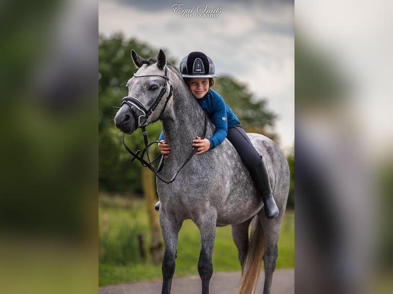 Welsh-A Castrone 3 Anni 120 cm Grigio pezzato in Groningen