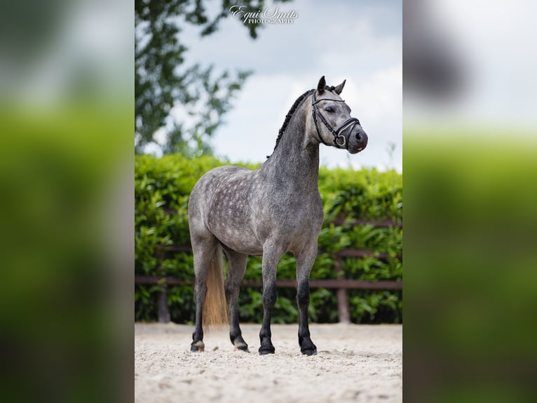 Welsh-A Castrone 3 Anni 120 cm Grigio pezzato in Groningen