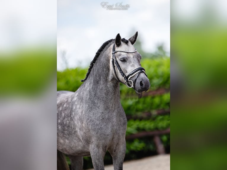 Welsh-A Castrone 3 Anni 120 cm Grigio pezzato in Groningen