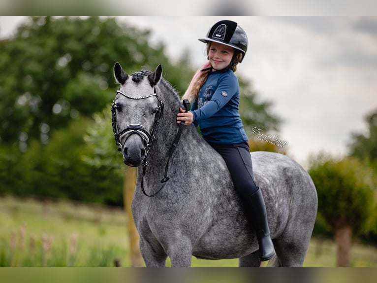 Welsh-A Castrone 3 Anni 120 cm Grigio pezzato in Groningen