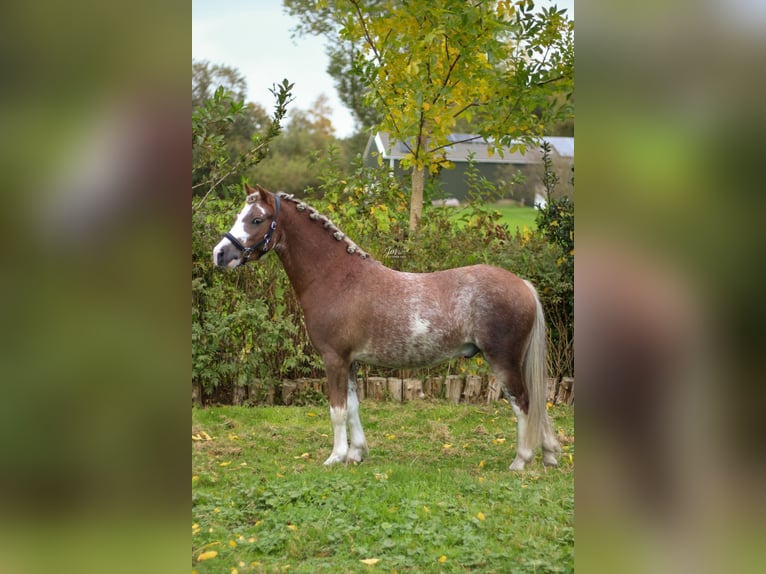 Welsh-A Castrone 3 Anni 120 cm Sabino in Veendam