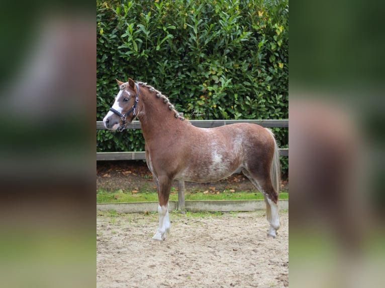 Welsh-A Castrone 3 Anni 120 cm Sabino in Veendam