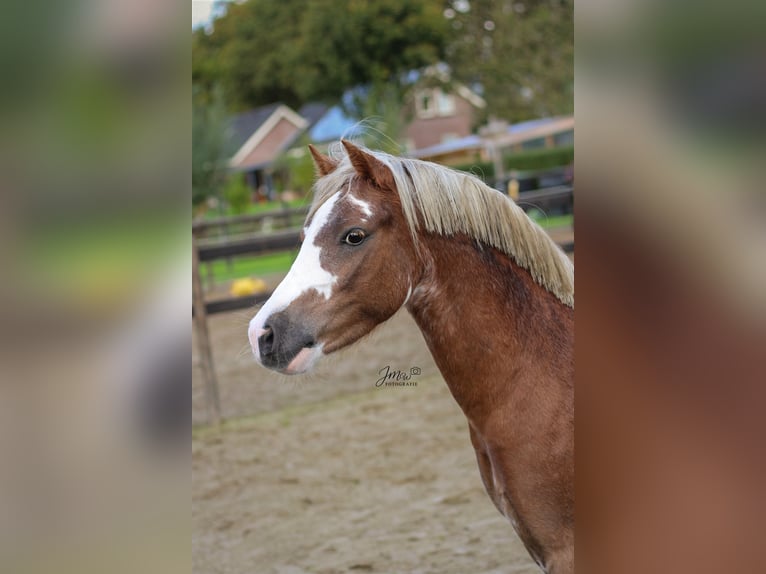 Welsh-A Castrone 3 Anni 120 cm Sabino in Veendam
