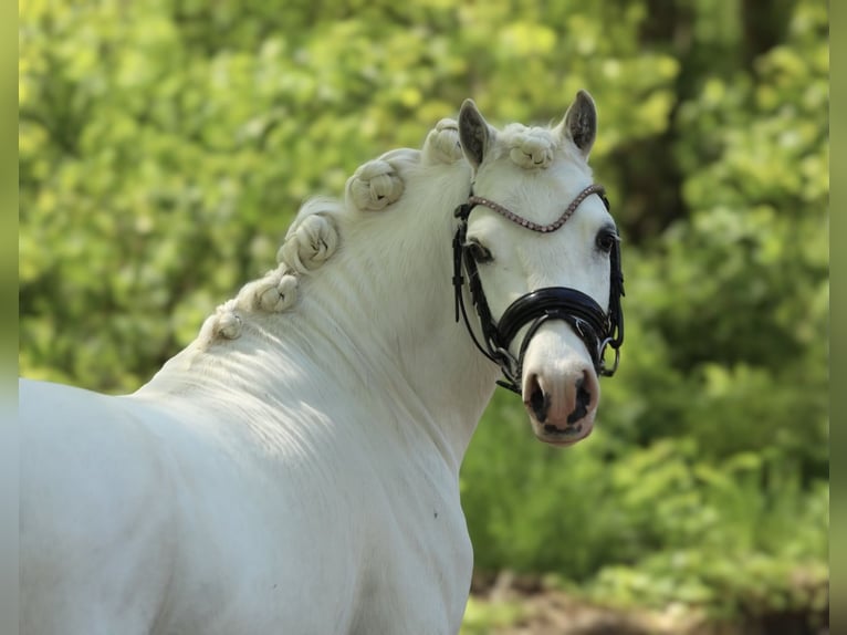 Welsh-A Castrone 3 Anni 121 cm Grigio in Aalten