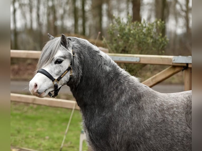 Welsh-A Castrone 3 Anni 122 cm Grigio in Aalten