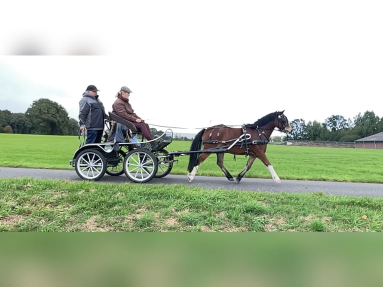 Welsh-A Castrone 3 Anni 123 cm Baio scuro in Bornerbroek
