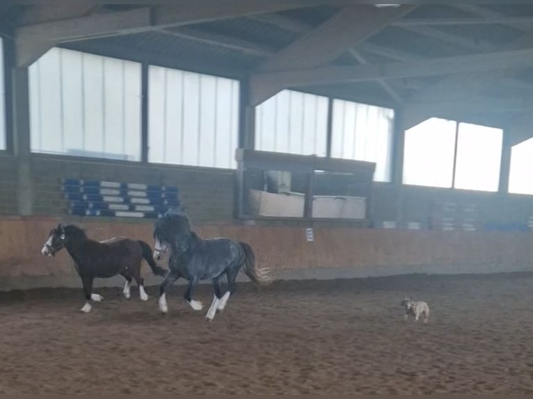 Welsh-A Castrone 3 Anni 130 cm Baio in Schwalmstadt