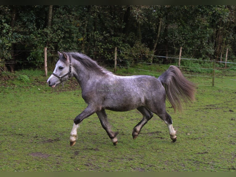 Welsh-A Castrone 3 Anni Grigio in Boxtel