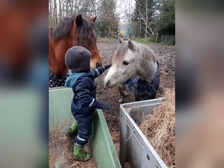 Welsh-A Castrone 3 Anni Grigio in Boxtel