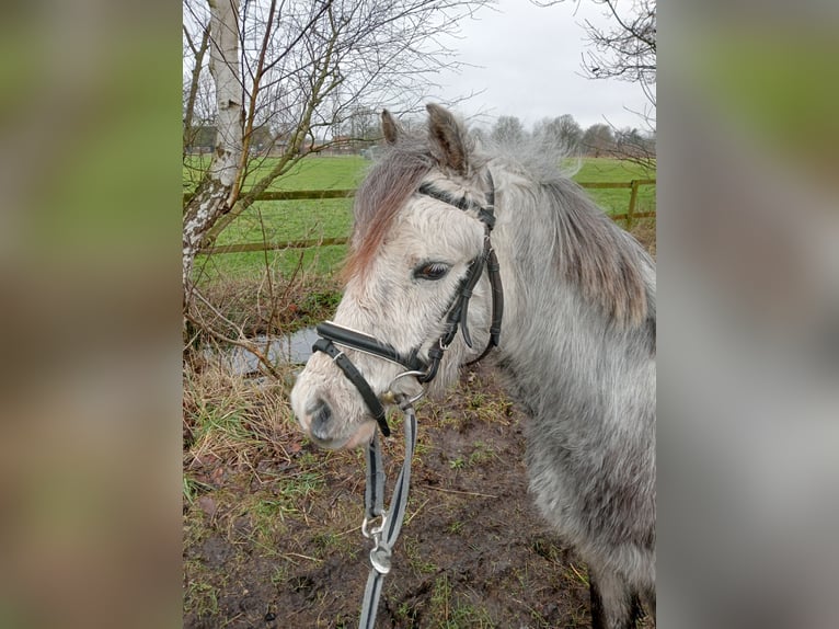 Welsh-A Castrone 3 Anni Grigio in Boxtel