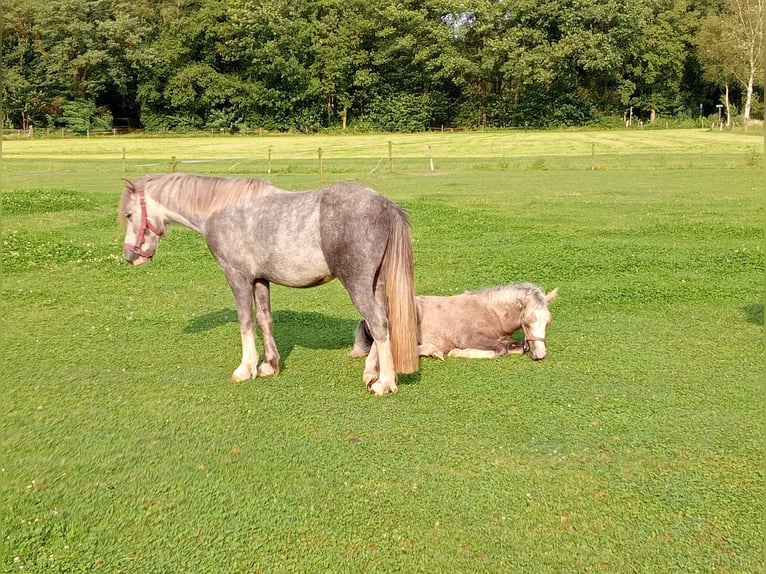 Welsh-A Castrone 3 Anni Grigio in Boxtel