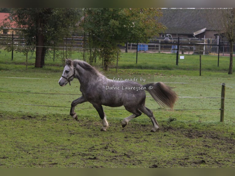 Welsh-A Castrone 3 Anni Grigio in Boxtel