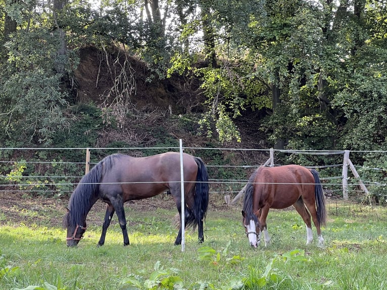 Welsh-A Castrone 4 Anni 107 cm Baio in Bruchhausen-Vilsen