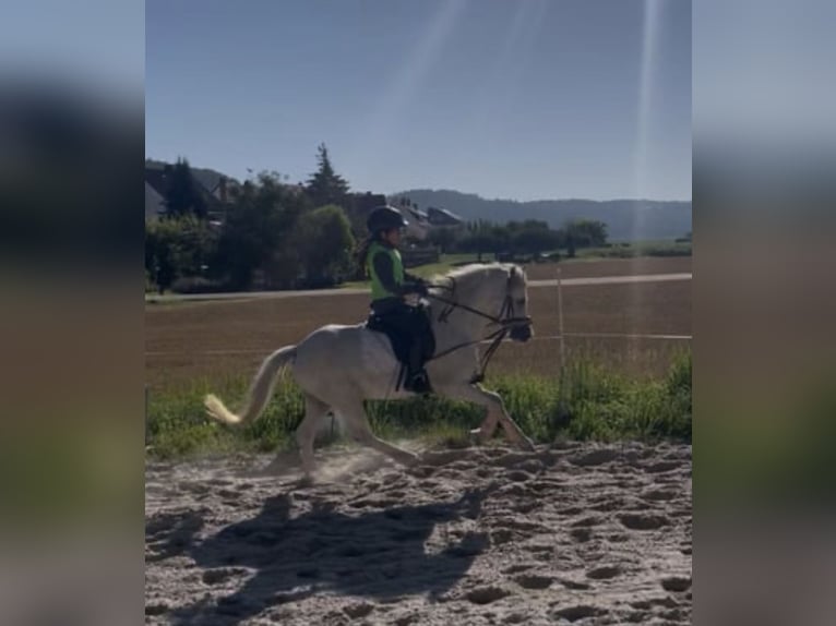 Welsh-A Castrone 4 Anni 115 cm Grigio in Rotenburg an der Fulda