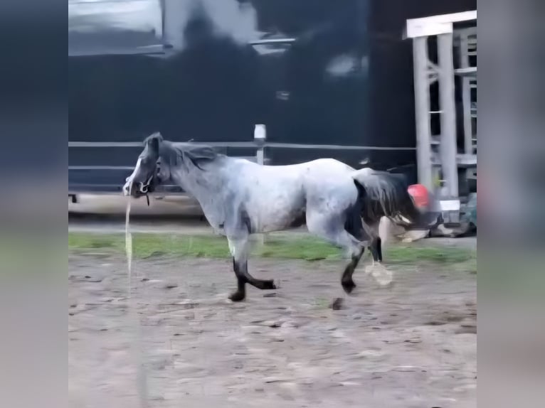 Welsh-A Castrone 4 Anni 115 cm Grigio ferro in Losheim am See