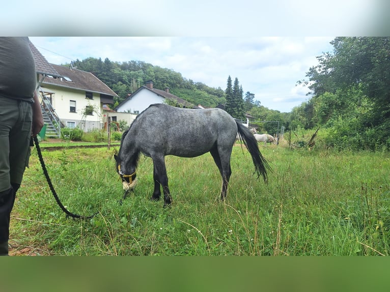 Welsh-A Castrone 4 Anni 115 cm Grigio ferro in Losheim am See