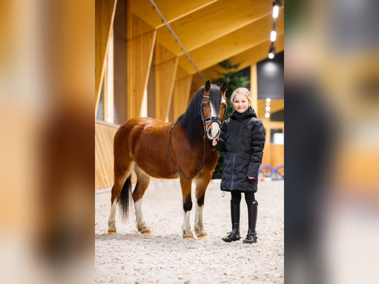 Welsh-A Castrone 4 Anni 117 cm Baio in Groningen