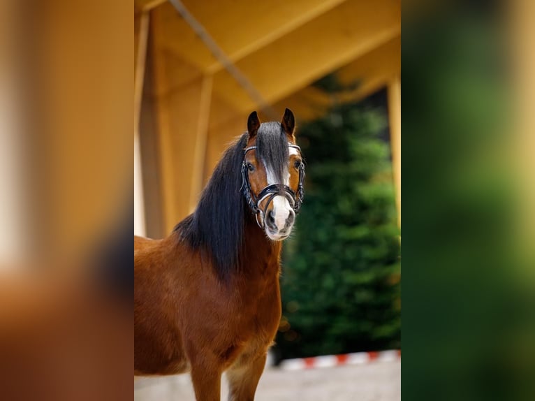 Welsh-A Castrone 4 Anni 117 cm Baio in Groningen