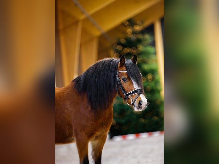 Welsh-A Castrone 4 Anni 117 cm Baio in Groningen