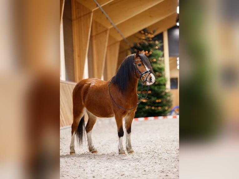 Welsh-A Castrone 4 Anni 117 cm Baio in Groningen