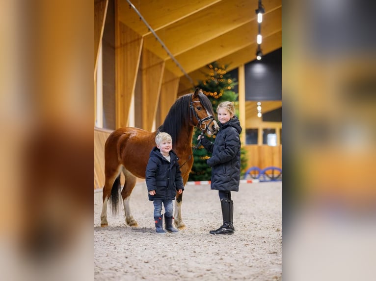 Welsh-A Castrone 4 Anni 117 cm Baio in Groningen