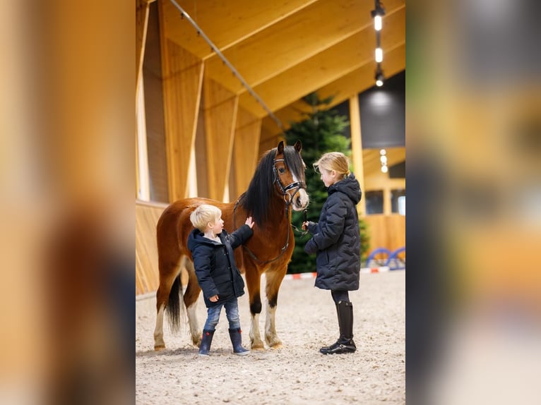 Welsh-A Castrone 4 Anni 117 cm Baio in Groningen