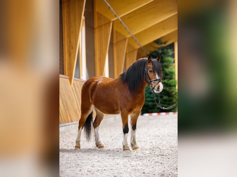 Welsh-A Castrone 4 Anni 117 cm Baio in Groningen