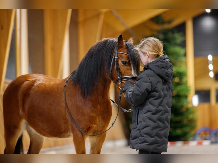 Welsh-A Castrone 4 Anni 117 cm Baio in Groningen