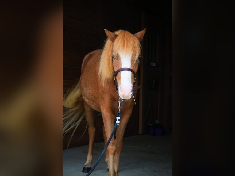 Welsh-A Mix Castrone 4 Anni 117 cm Sauro ciliegia in New Holland