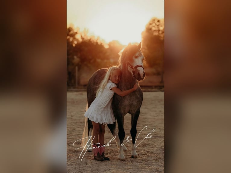 Welsh-A Castrone 4 Anni 120 cm Grigio in El Catllar