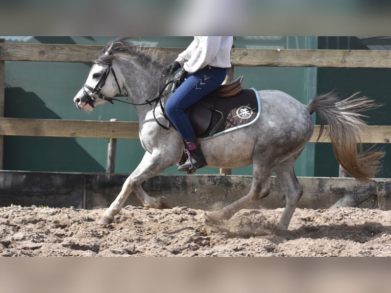 Welsh-A Castrone 4 Anni 120 cm Grigio in Achtmaal