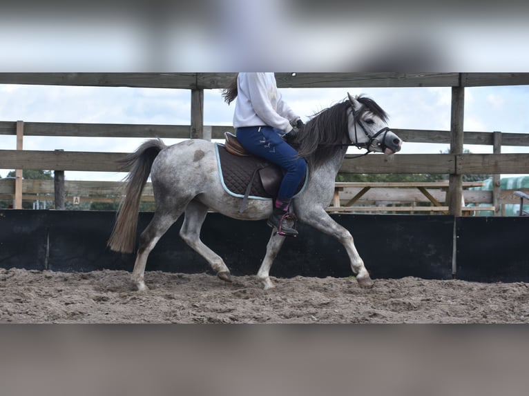 Welsh-A Castrone 4 Anni 120 cm Grigio in Achtmaal