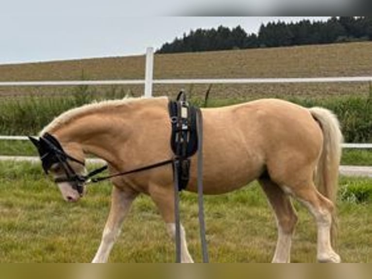 Welsh-A Castrone 4 Anni 120 cm Palomino in Hohenthann