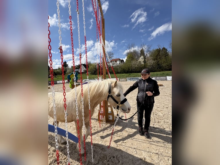 Welsh-A Castrone 4 Anni 120 cm Palomino in Hohenthann