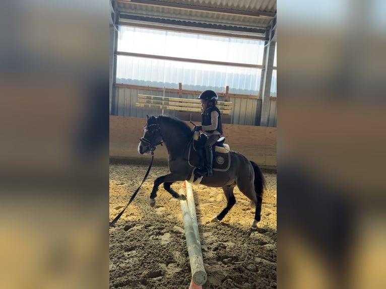 Welsh-A Castrone 4 Anni 121 cm Falbo in Uedem