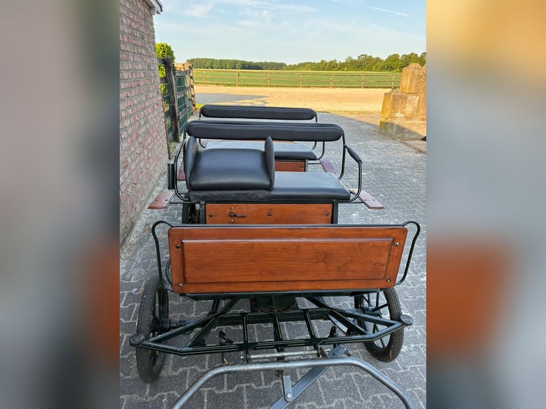 Welsh-A Castrone 4 Anni 122 cm Grigio in Niederkassel