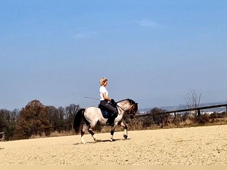 Welsh-A Castrone 4 Anni 122 cm Grigio rossastro in Schwalmstadt