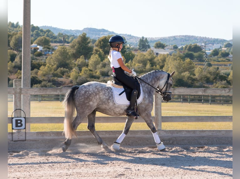 Welsh-A Castrone 4 Anni 123 cm Grigio in Alicante