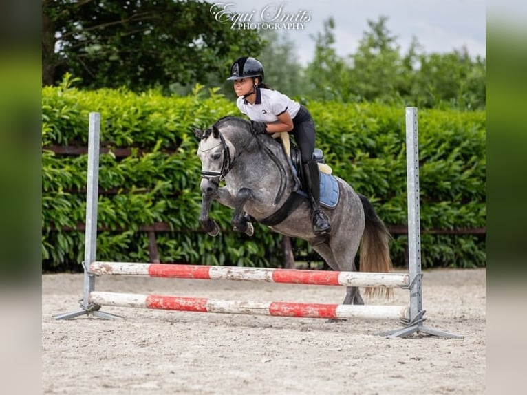 Welsh-A Castrone 4 Anni 123 cm Grigio in Alicante