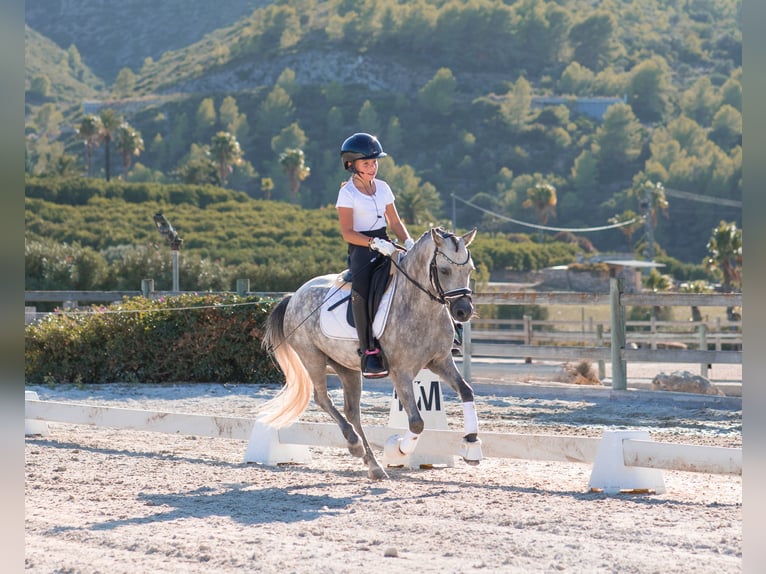 Welsh-A Castrone 4 Anni 123 cm Grigio in Alicante