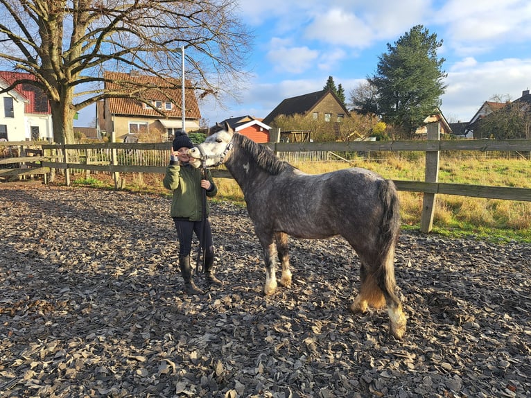 Welsh-A Castrone 4 Anni 123 cm Grigio pezzato in Burgdorf