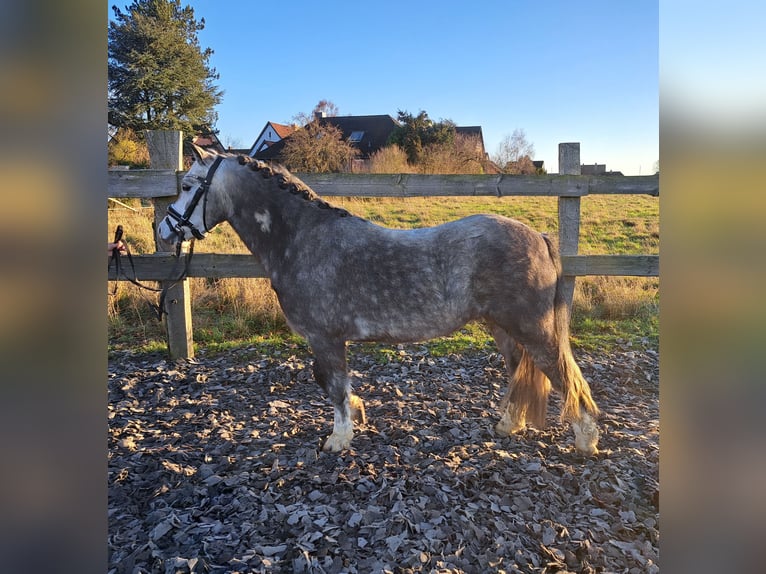 Welsh-A Castrone 4 Anni 123 cm Grigio pezzato in Burgdorf